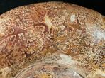 Huge Wide Euaspidoceras Ammonite Fossil #14916-5